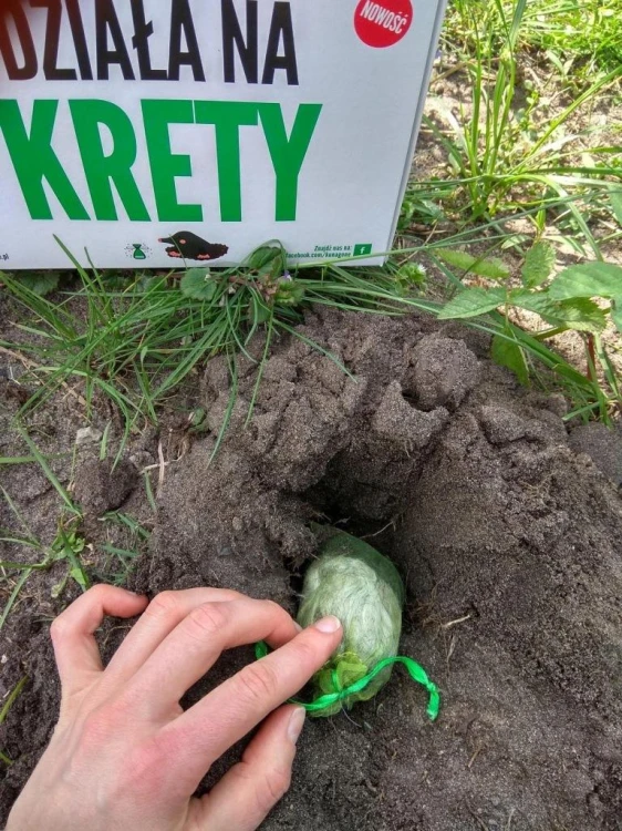 Kunagone na krety 2-pak Odstraszacz kretów i dziki-238876