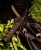 Profesjonalny Miecz treningowy Katana 7KM5-410 ost-233467