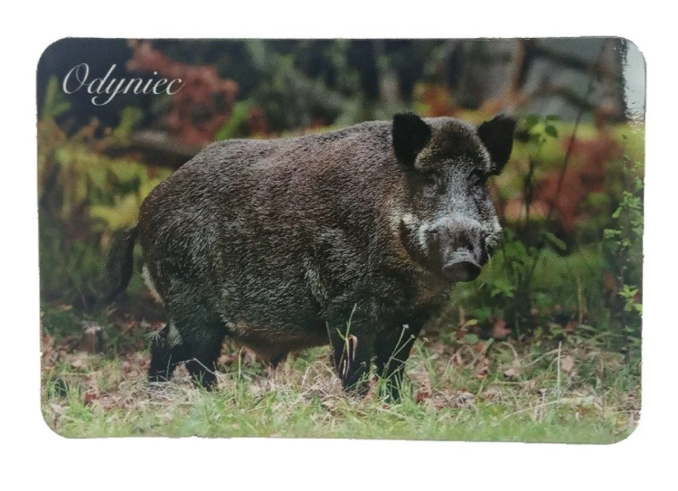 Myśliwski magnes na lodówkę - Odyniec-223720